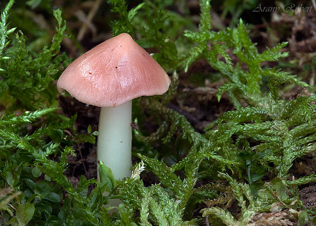 lúčnica ružovočervená Porpolomopsis calyptriformis (Berk.) Bresinsky