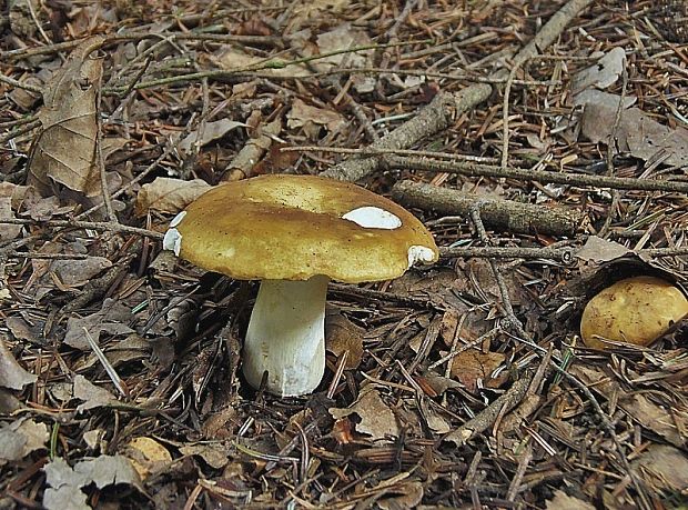 plávka hlinovožltá Russula ochroleuca Fr.