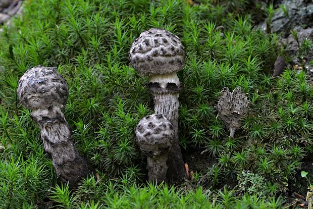 šiškovec šupinatý Strobilomyces strobilaceus (Scop.) Berk.