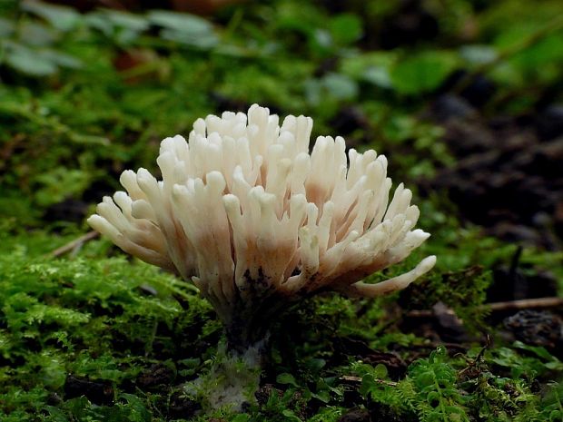 plesňovka premenlivá Thelephora anthocephala (Bull.) Fr.