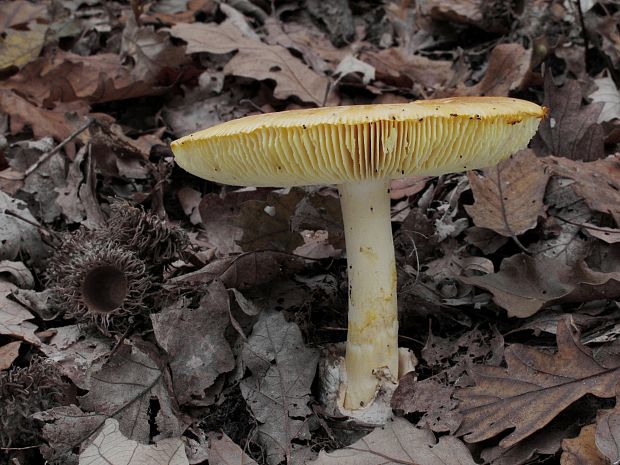 muchotrávka cisárska Amanita caesarea (Scop.) Pers.