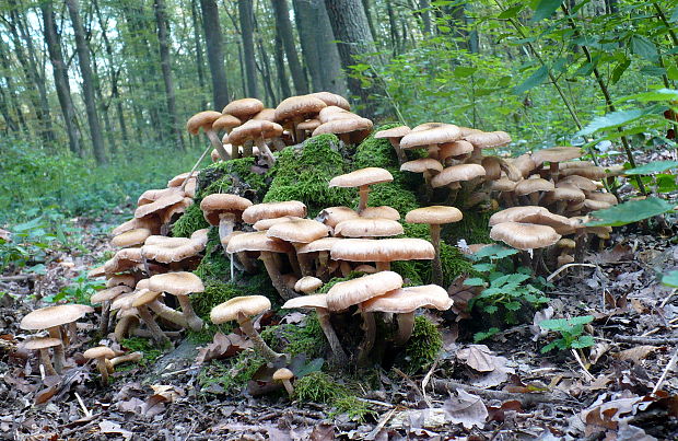 podpňovka obyčajná Armillaria mellea (Vahl) P. Kumm.