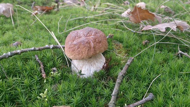 hríb smrekový Boletus edulis Bull.