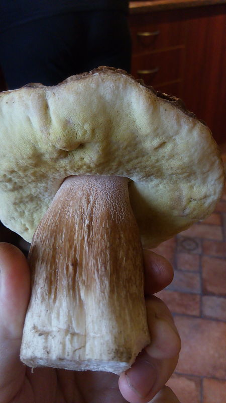 hríb smrekový Boletus edulis Bull.