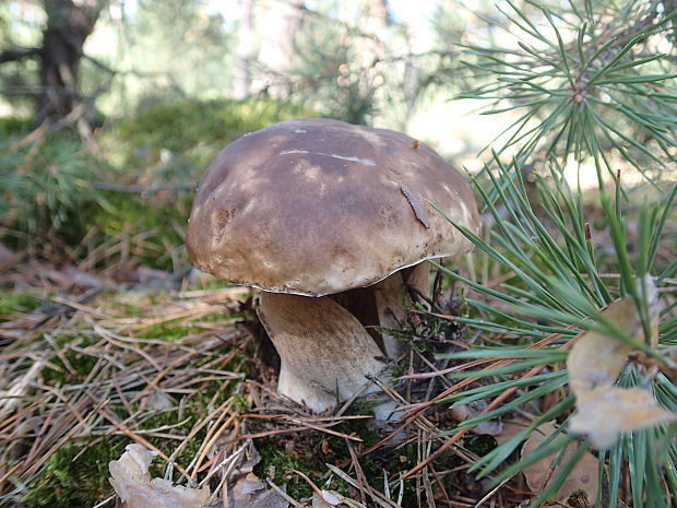 hríb smrekový Boletus edulis Bull.