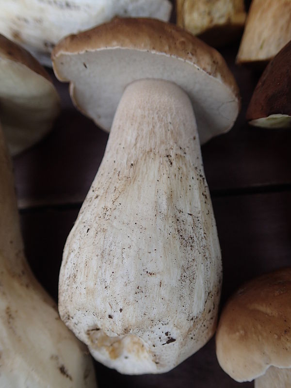 hríb smrekový Boletus edulis Bull.