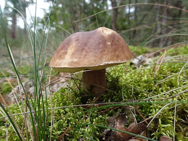 hríb smrekový Boletus edulis Bull.