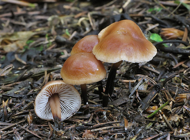 peniazovka Collybia sp.