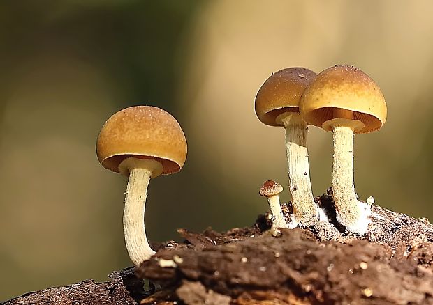 kapucňovka okrovohnedastá Galerina marginata (Batsch) Kühner