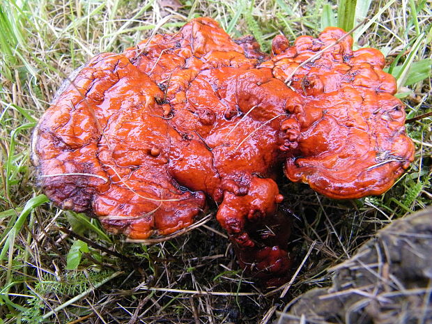 lesklokôrovka obyčajná Ganoderma lucidum (Curtis) P. Karst.