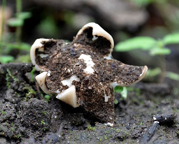 hviezdovka Geastrum sp.