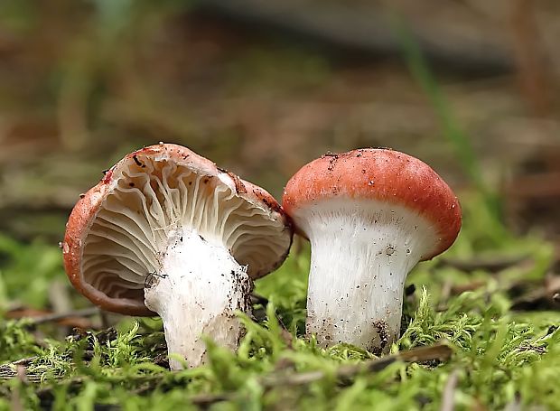 sliziak ružový Gomphidius roseus (Fr.) Oudem.