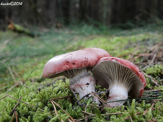 sliziak ružový Gomphidius roseus (Fr.) Oudem.