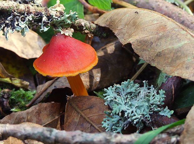 lúčnica kužeľovitá Hygrocybe conica (Schaeff.) P. Kumm.