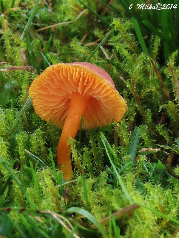 lúčnica Hygrocybe sp.