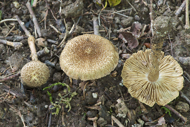 vláknica štetinatá Inocybe cf. hystrix (Fr.) P. Karst.