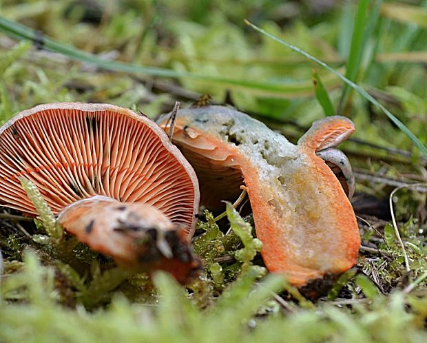 rýdzik Lactarius sp.