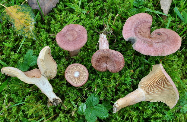 rýdzik fialovoružový Lactarius spinosulus Quél. & Le Bret.