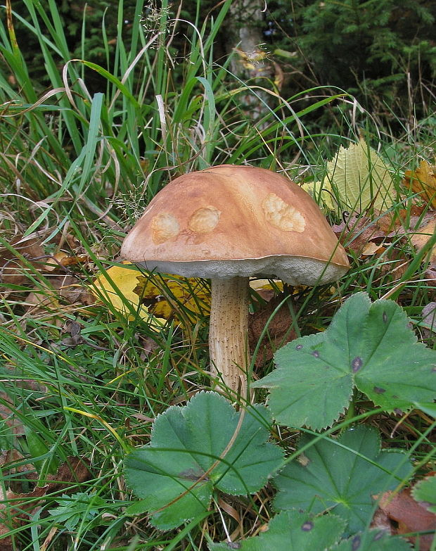 kozák brezový Leccinum scabrum (Bull.) Gray