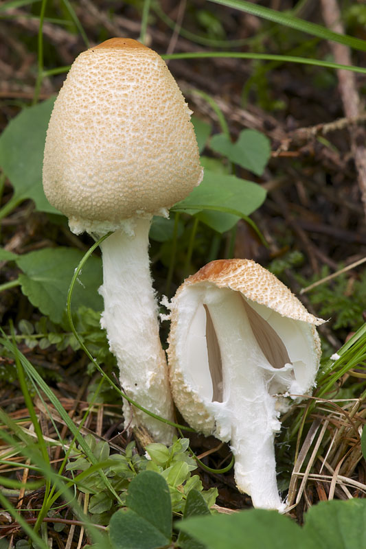 bedlička vlnatá Lepiota clypeolaria (Bull.) P. Kumm.