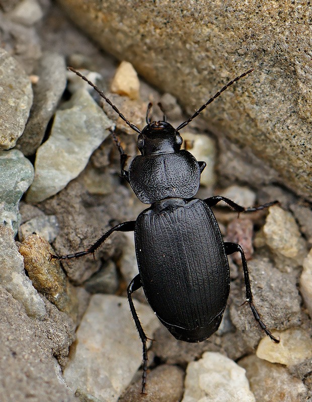 utekáčik Licinus depressus