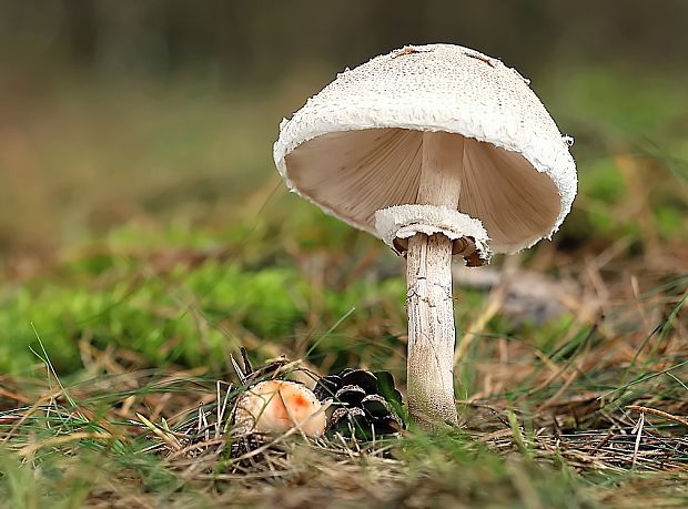 bedľa vysoká Macrolepiota procera (Scop.) Singer