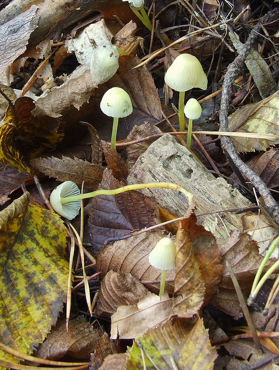 prilbička slizká Mycena epipterygia (Scop.) Gray