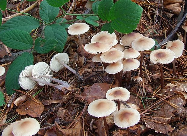 prilbička zefírová Mycena zephirus (Fr.) P. Kumm.