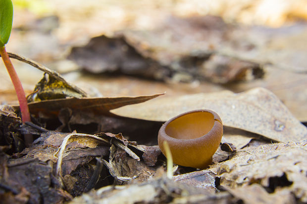 hľuznatka  Sclerotinia ficariae Rehm