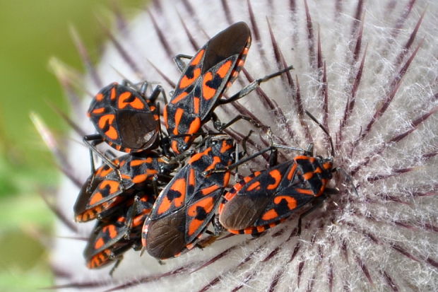 behavka skalná Spilostethus saxatilis