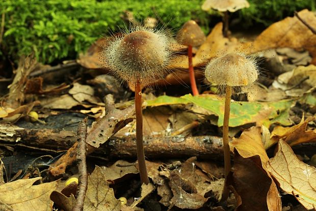 tŕnik veľkoplodý Spinellus fusiger (Link) Tiegh.