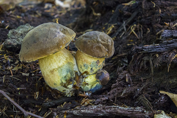 hríb zrnitohlúbikový Sutorius luridiformis (Rostk.) G. Wu & Zhu L. Yang