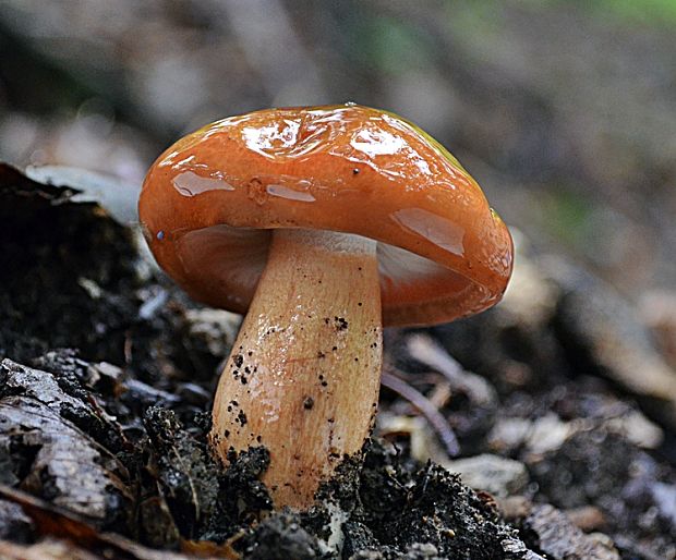 čírovka slizká Tricholoma cf. ustaloides Romagn.