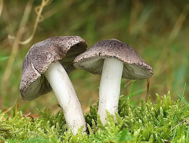 čírovka zemná Tricholoma terreum (Schaeff.) P. Kumm.