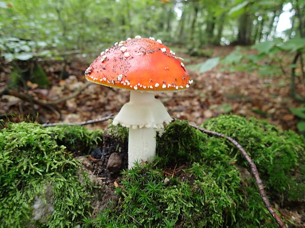 muchotrávka červená Amanita muscaria (L.) Lam.