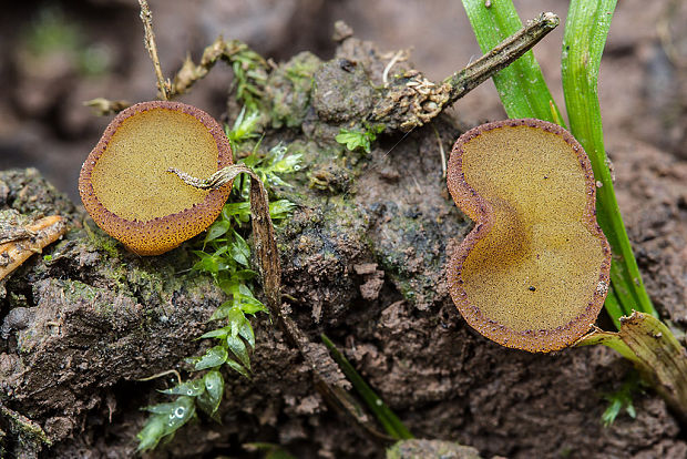 askobol Ascobolus foliicola