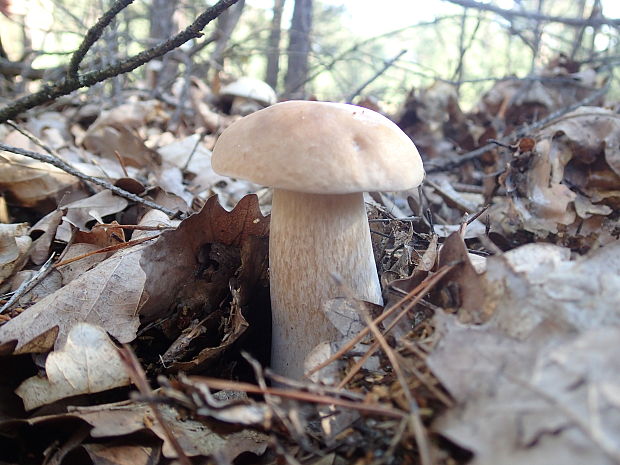 hríb smrekový Boletus edulis Bull.