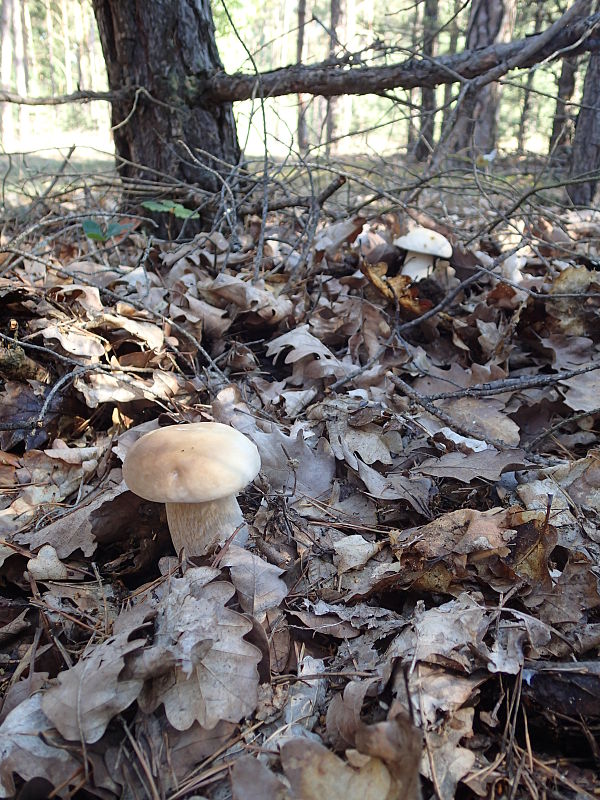 hríb smrekový Boletus edulis Bull.