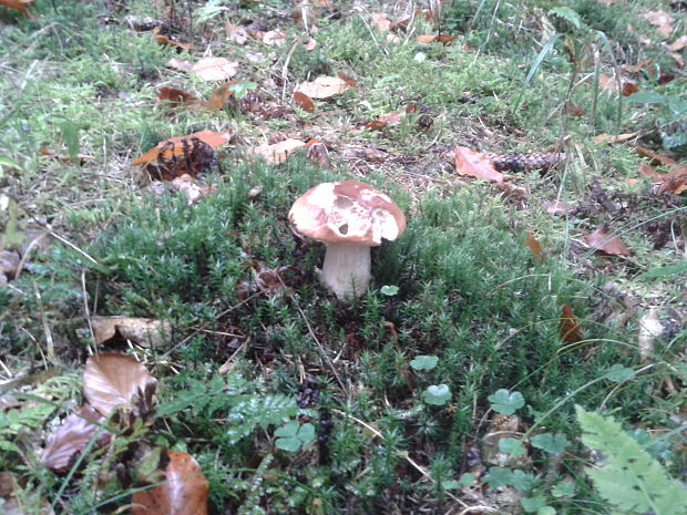 hríb smrekový Boletus edulis Bull.