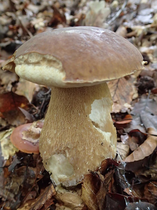 hríb dubový Boletus reticulatus Schaeff.