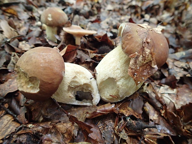 hríb dubový Boletus reticulatus Schaeff.