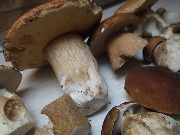 hríb dubový Boletus reticulatus Schaeff.