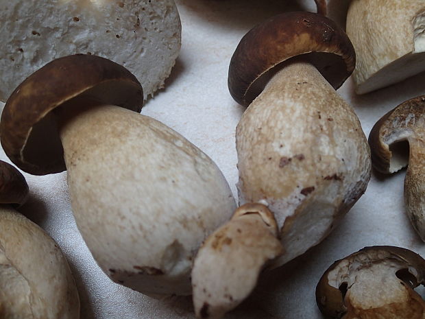 hríb dubový Boletus reticulatus Schaeff.