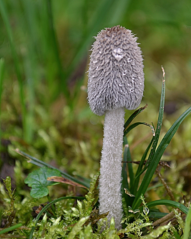 hnojník chlpatý Coprinopsis lagopus (Fr.) Redhead, Vilgalys & Moncalvo