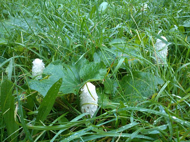 hnojník obyčajný Coprinus comatus (O.F. Müll.) Pers.