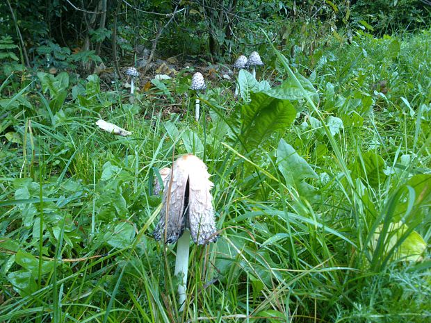 hnojník obyčajný Coprinus comatus (O.F. Müll.) Pers.