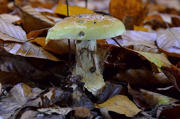 pavučinovec Cortinarius sp.