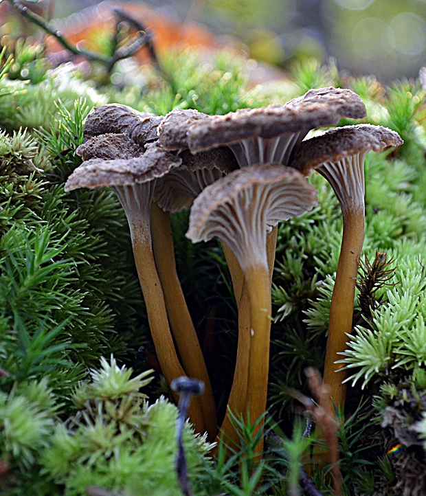 kuriatko lievikovité Craterellus tubaeformis (Fr.) Quél.