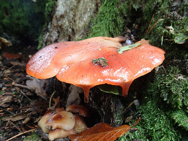 pečeňovec dubový Fistulina hepatica (Schaeff.) With.