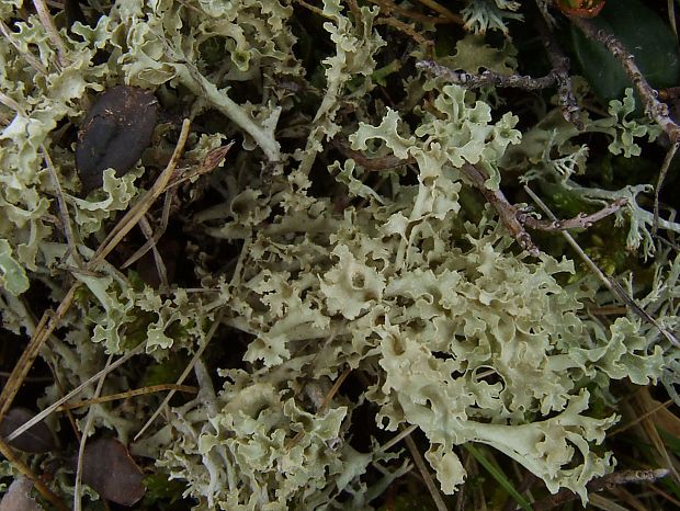 pľuzgierka kapucňovitá Flavocetraria cucullata (Bellardi) Kärnefelt & A. Thell